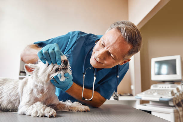 Best Emergency Dental Extractions in Muleshoe, TX